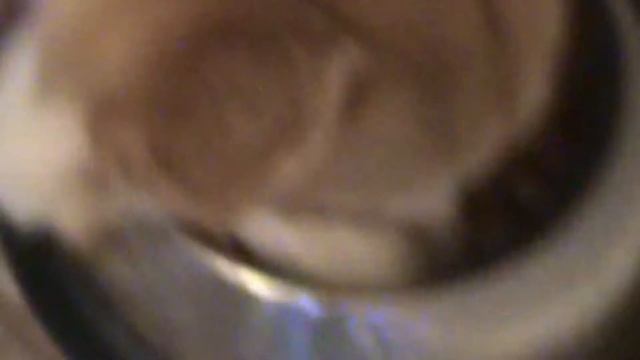 Tailed Pembroke Corgi Nom Nom Action смотреть онлайн