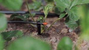 Капельный полив ЖУК