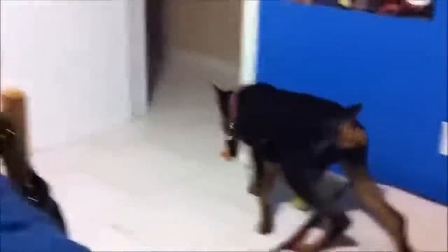 Самое смешное видео во вселенной смотреть онлайн