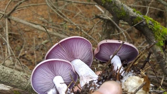 Gąsówka naga ( Lepista nuda ) Jaworzno смотреть онлайн