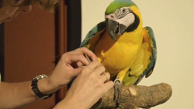 Маникюр для попугая :) смотреть онлайн