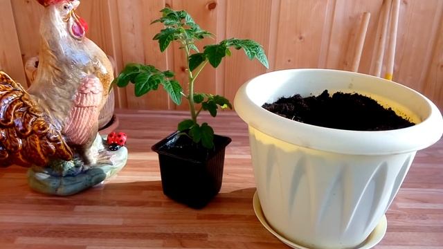 Огород ?на окне 2018 - Сажаю, пересаживаю, собираю урожай смотреть онлайн