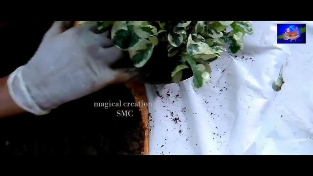 How to care & Grow Euonymus Fortunei Silver Queen plant смотреть онлайн