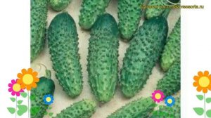 Огурец гибридный F1 Мальчик с пальчик. Краткий обзор, описание характеристик F1 Malchik s palchik