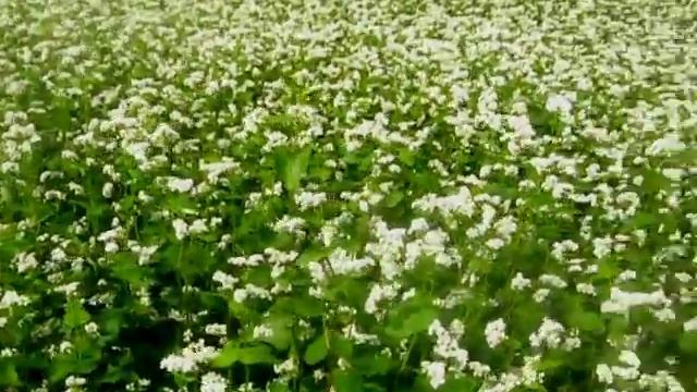 О гречке.Где она берется.Цветущее поле гречки.About Buckwheat.A Blossoming Field Of Buckwheat.