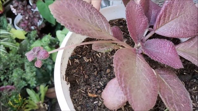 PLANT PROPAGATION (EPISCIA ) FOR OUR GARDEN IN THE PHILIPPINES смотреть онлайн