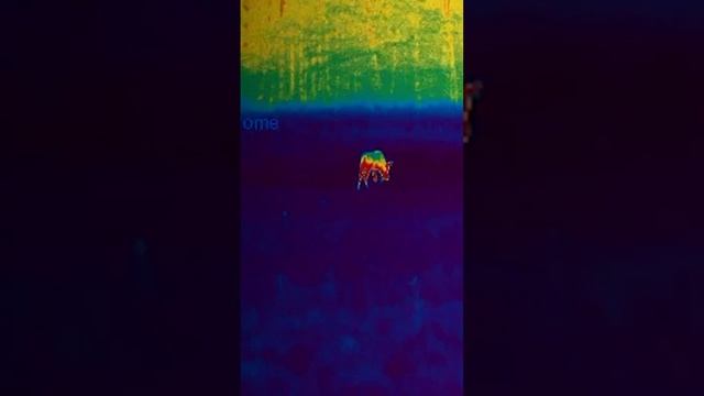 Охоты с тепловизором. Консультация по выбору тепловизионных приборов смотреть онлайн