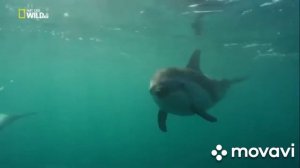 Мара дельфины