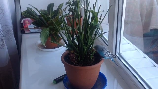 Вот что осталось от моего спатифиллума ! смотреть онлайн