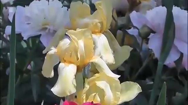24 часа 18 06 2015 Цветы ирисы смотреть онлайн