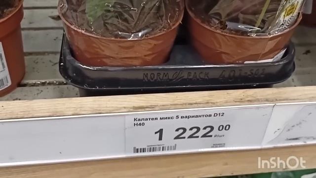 Леруа Мерлен и Ашан. Садовые и комнатные цветы#обзор #комнатныерастения #пионы #цветоводство смотреть онлайн
