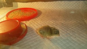 Китайский расписной перепел. Chinese painted quail.