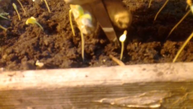 Заглубление сеянцев томатов как альтернатива пикировке. смотреть онлайн