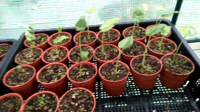 อัพเดท หูช้างด่างเหลือง ไม้เพาะจากไข่ลายเจ็บจี๊ด แม่เบอร์1 เบอร์2 Alocasia Gageana Aurea Variegated смотреть онлайн