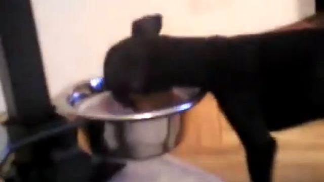 Миска больше собаки! Ужин Той-терьера. смотреть онлайн