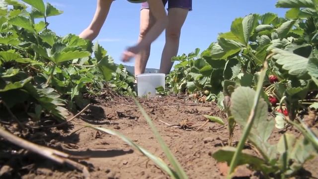 ЕСЛИ В КЛУБНИКЕ ПОСЕЛИЛИСЬ МУРАВЬИ смотреть онлайн