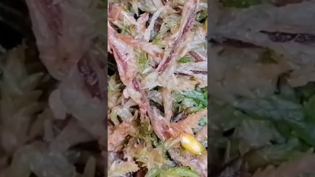 Семена антуриума прорастают. появляется характерный пушок. смотреть онлайн