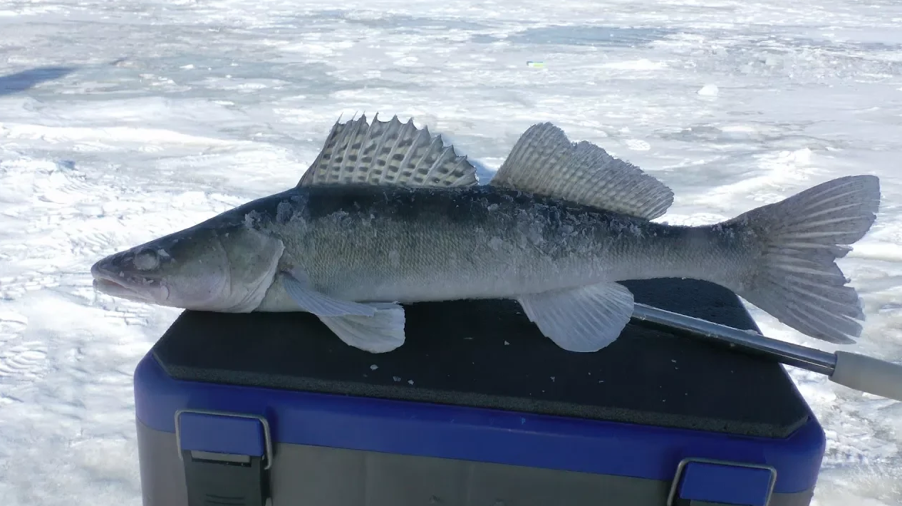Ловля судака зимой на Волге. Зимняя рыбалка смотреть онлайн