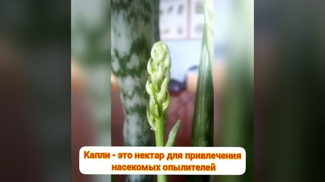 Как цветет сансевиерия смотреть онлайн