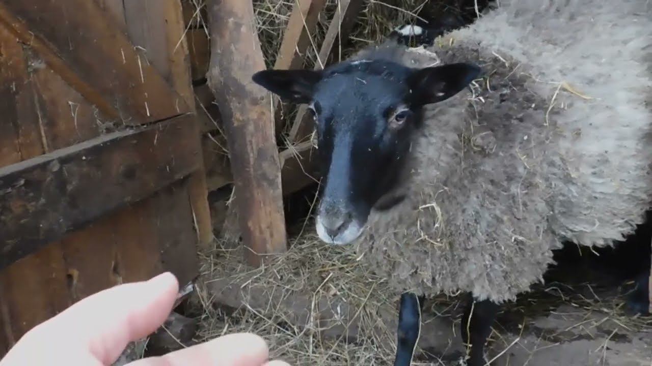 Романовские овцы -Зимний рацион кормления(весна 2021) смотреть онлайн