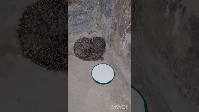 Пытаюсь накормить ёжика ? смотреть онлайн