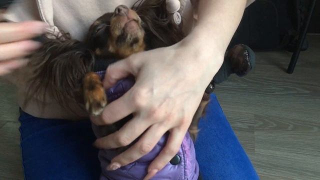Про Ботинки для Собак (часть 1) смотреть онлайн