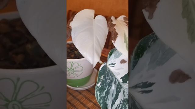 Что делать??? Монстера вариегатная "Альба" уходит в белый цвет... смотреть онлайн