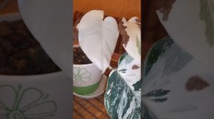 Что делать??? Монстера вариегатная "Альба" уходит в белый цвет...