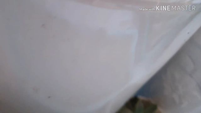 안개꽃,카랑코에,랜디제라늄,#6개월발효숙성흙의효과/succulents companion plant смотреть онлайн
