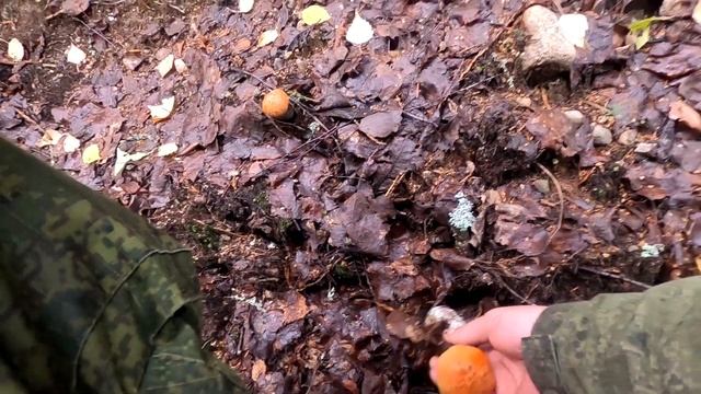 Карелия-21.Грибное сумасшествие.3 часть(стереозвук) смотреть онлайн