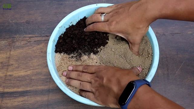 Asparagus setaceus or asparagus fern propagation | Super easy method to grow asparagus fern смотреть онлайн