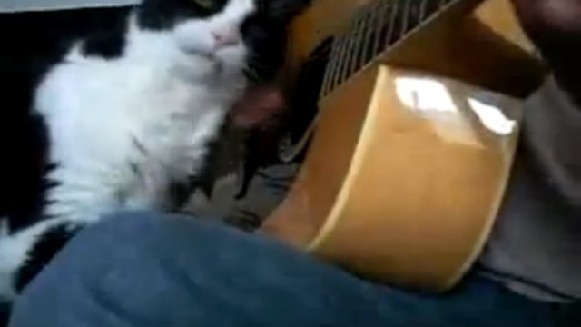 Кот, которого не гладили смотреть онлайн