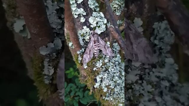 Convolvulus Hawk-Moth at Nanjizal Valley, Cornwall смотреть онлайн