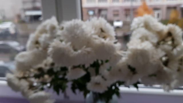 г.Калининград. ЦВЕТЫ мне ПОДАРЕННЫЕ на день РОЖДЕНИЯ от МОИХ ДЕТЕЙ!!! БЛАГОДАРЮ ОТ ДУШИ!! смотреть онлайн