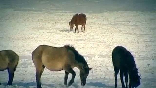Венера Рәхмәтуллина - Тауҙар йыры смотреть онлайн