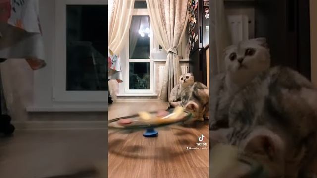 Кошачий «Поле чудес» на кухне Кошка выбрала себе сыр  Кошки едят колбасу и сыр