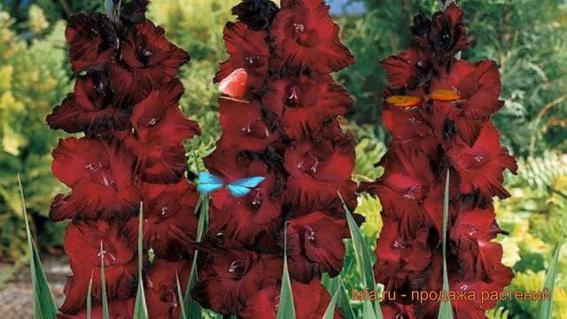 Гладиолус крупноцветковый Блэк Джек (black jack) ? обзор: как сажать, луковицы гладиолуса Блэк Джек смотреть онлайн