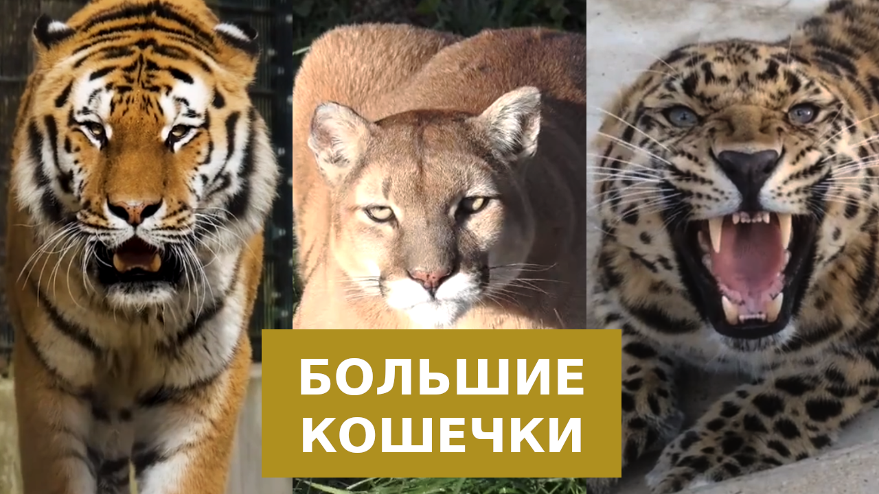 Большие кошечки