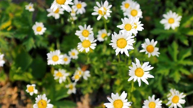 Ромашковая поляна. Белые ромашки | Футажи красивая природа [FullHD] смотреть онлайн