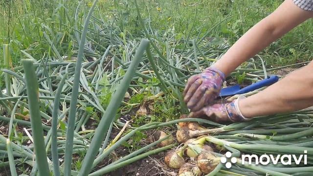 Уборка лука-репки! Штуттгартер ризен. ? ссылка на посадку лука смотреть онлайн