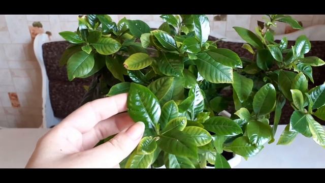 Хлороз у гардении. Как лечить, мой опыт. смотреть онлайн