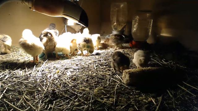 цыплята мега скорость!!! смотреть онлайн