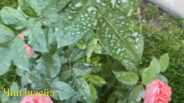 #39 Август.Жара.Цветут розы в Тульской области(Амнезия,Капри,Бриоза,Хевенли Пинк,Чипандейл и др) смотреть онлайн