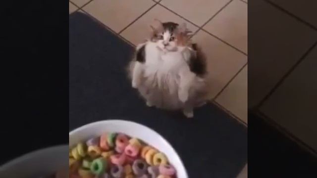 Кот вышел с дискорда / The cat left the discord смотреть онлайн
