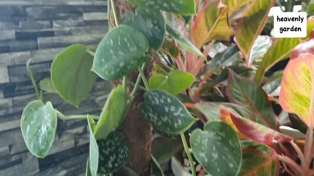 Syngonium Plant || Care tips || fun facts || syngonium varieties || by Heavenly Garden смотреть онлайн