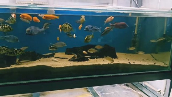 Аквариум 2метра с моей разводни.