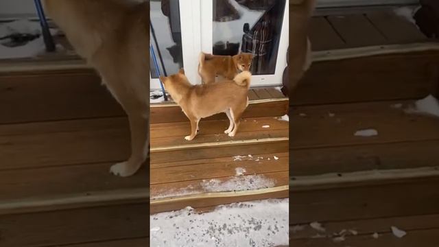 Сиба ину девочка продажа. Доставка есть. Подробнее +7 (917) 573-42-78 #сиба #сибаину #сибаинущенки смотреть онлайн