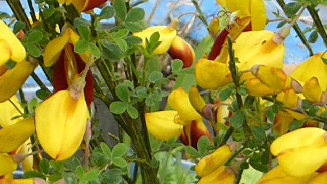 Broom  - Cytisus scoparius - Sópur - Blómstrandi runni - Baunaplanta