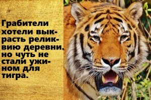 Грабители чуть не стали ужином для тигра. Интересные истории из жизни. Аудио рассказы.