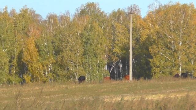 Осенью корова объелась в поле зелень что делать паси на коне смотреть онлайн